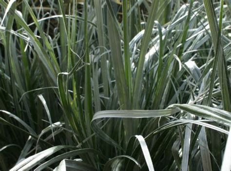To see a fully grown 'silver spear'. Astelia chathamica Silver Spear