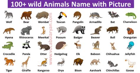 100 Wild Animals Name In English With Picture Vocabularyan