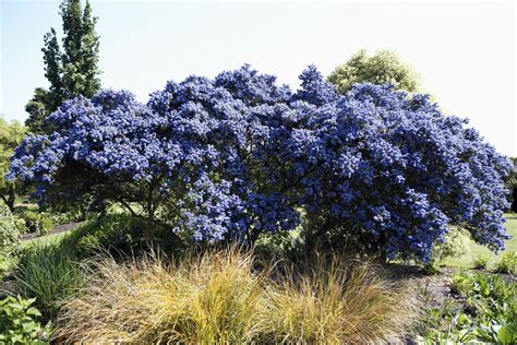 Very deep when first flowering. 10 Recommended Shrubs With Blue or Lavender Flowers