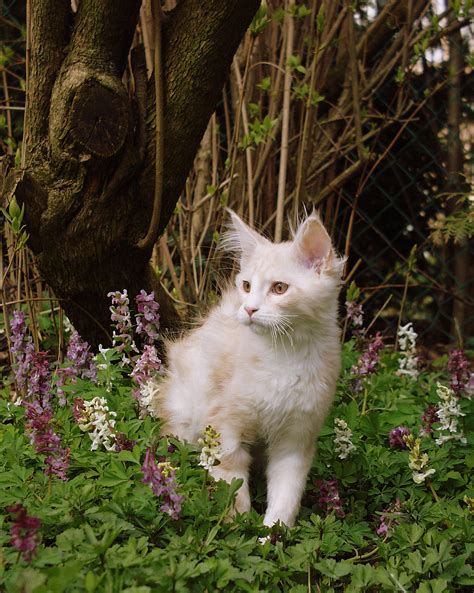 Fichiermaine Coon Kitten — Wikipédia