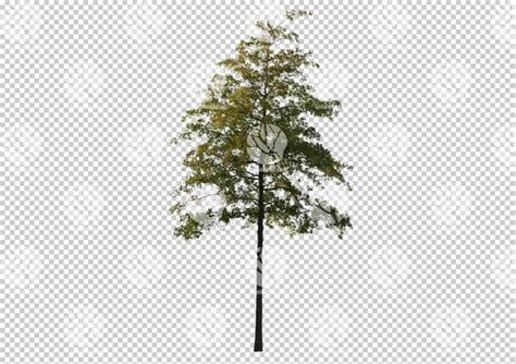 An Image From The Gobotree Collection Find More Trees To Plant