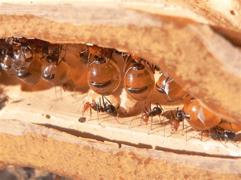 Honeypot Ants Acting As Living Fridges Hang From Their Nests Ceiling And Wait To Be Milked