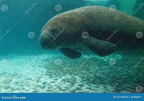 Florida Manatee Also Called The West Indian Manatee Or Sea Cow Stock