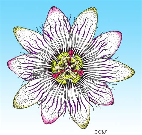 Passion Flower Drawing At Getdrawings Free Download