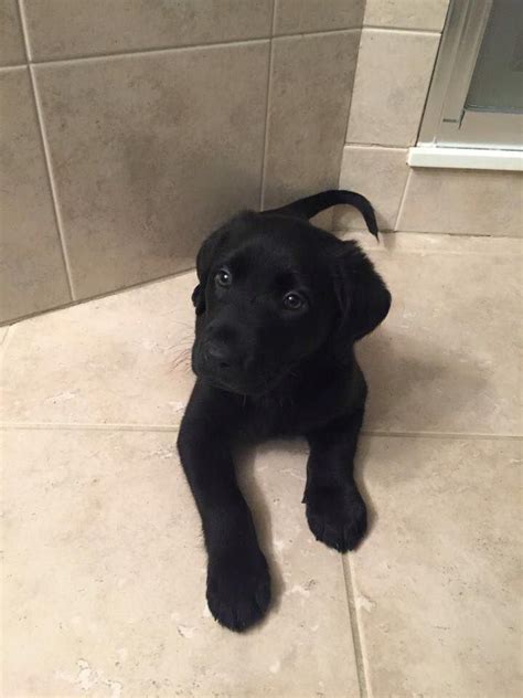 All the puppies are now stateside and living the life the primary mission of puppy rescue mission is to assist military men and women to bring home their companion animals they have bonded with while. Pixel - an adorable lab puppy available for adoption ...