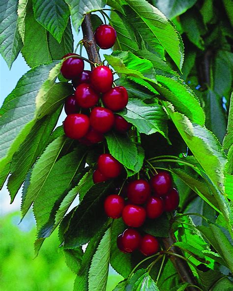Jun 19, 2019 · cherries are small stone fruits that come in a variety of colors and flavors. Cherry Lapins 305mm Pot - Dawsons Garden World