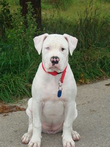 American bulldog size (height & weight). The Awesome American Bulldog