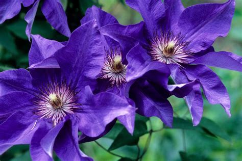 We did not find results for: Different Types of Clematis | HGTV