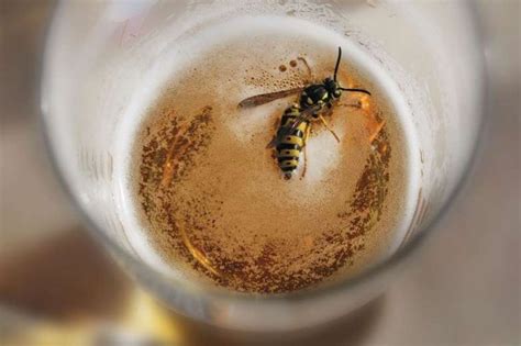 10 brilliant uses for beer diy pest control get rid of wasps garden care