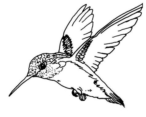 These birds coloring pages can be the best option for a fun activity for your kids during a summer or spring break. Seputarberitaduniakita: Hummingbird Coloring Page