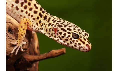 Most Common Leopard Gecko Parasites Best Treatments Included Reptile Masters