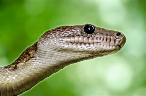 Animal Snake Free Stock Photo Public Domain Pictures