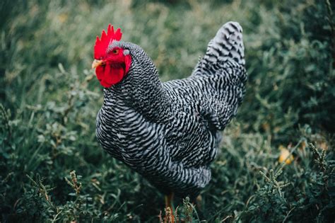 Sapphire Gem Chickens What You Need To Know Chickens For Backyards