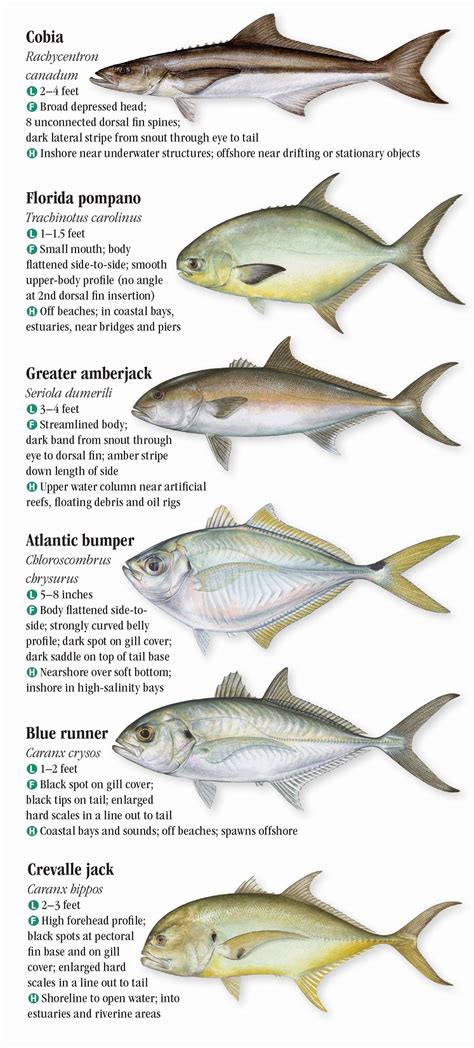 Saltwater Fishes Of The Texas Gulf Coast Quick Reference Publishing