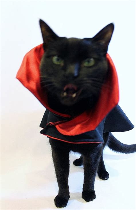 Cat Costume Dracula Vampire Cat Costume Cape By Rockindogscoolcats 29