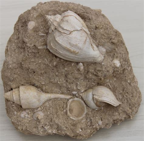 Gastropod Shell Catawiki