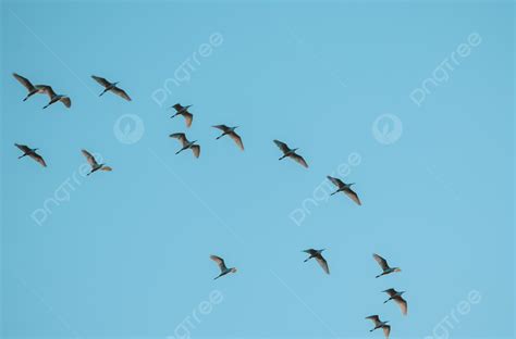 Flock Of Birds Spreading Wings High Flying Birds Animals Flying