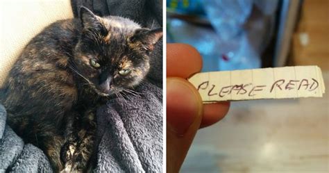 Cat Owner Finds A Note Attached To Its Collar Learns Her Secret