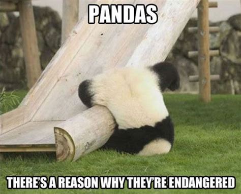 Funny Animals Funny Animal Pictures Funny Animals Panda Bear