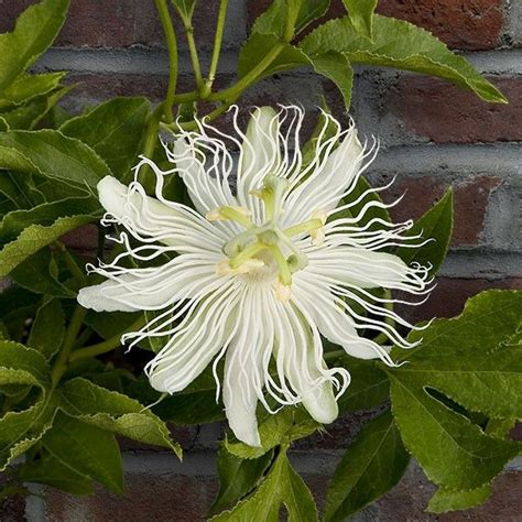 17 Best Images About Passiflora Passion Flower On