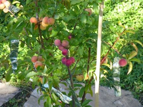 Fruit salad trees, upper rollands plains, new south wales, australia. Plant a Fruit Salad: Four Different Fruits Growing on the ...