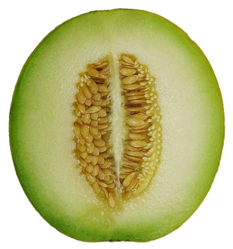 cross section melon cross section honeydew melon cross section cantaloupe fruit piqsels