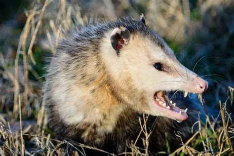 Are Opossums Dangerous The Absolute Answer Assorted Animals