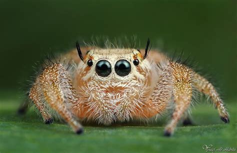 The Worlds Cutest Spiders Jumping Spider Spider Arachnids Spiders