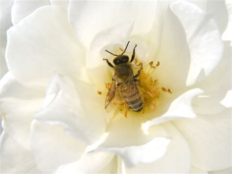 This honey bee was busy pollination this white rose flower ...