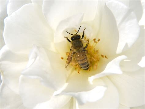 The importance of winter feeding bees. This honey bee was busy pollination this white rose flower ...