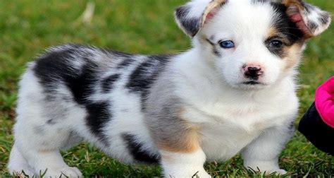 10 Cutest Mixed Dog Breeds Puppy Lover News