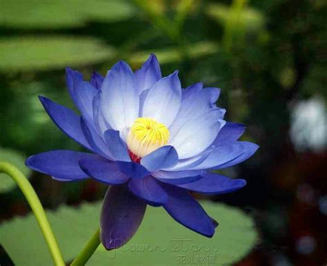 Lotus Flower Blue Lotus Flower Lotus Flower Wallpaper