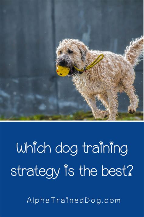 Did You Know That There Are Many Different Types Of Dog Training