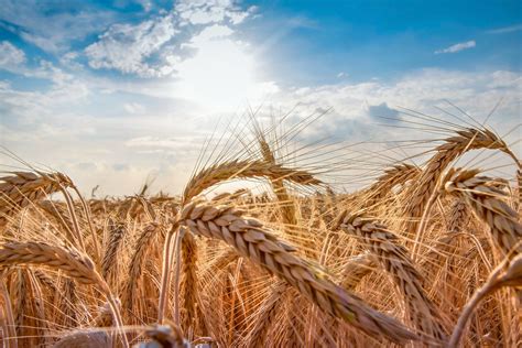 Wheat Field Ears Of Golden Wheat Close Up Beautiful Nature Sunset