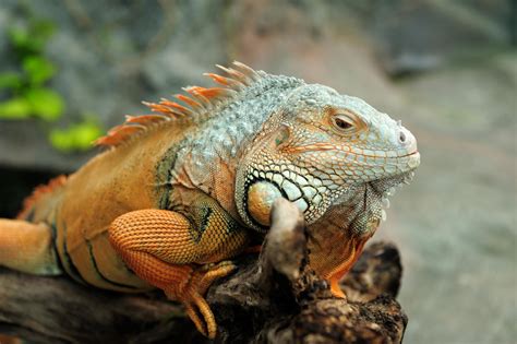 Iguanas Reptilesamphibians Animal Encyclopedia