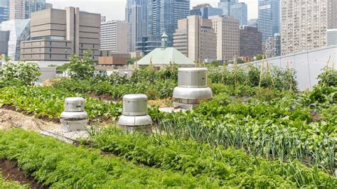 3 Ways Urban Vegetable Gardens Make City Living Healthier Earth911