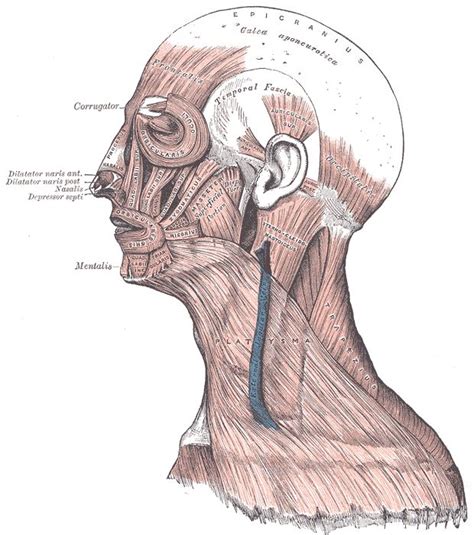 Galea aponeurotica | How to do facial, Facial muscles, Muscles of the face