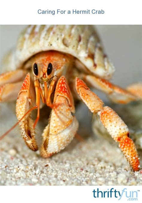 Hermit crab has two long ocular stalks with eyes on the top and antennas which serve as sensory organs. Caring For a Hermit Crab | ThriftyFun