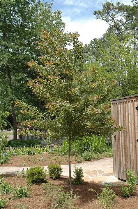 How large is this tree? Wildfire Black Gum (Nyssa sylvatica 'Wildfire') in ...