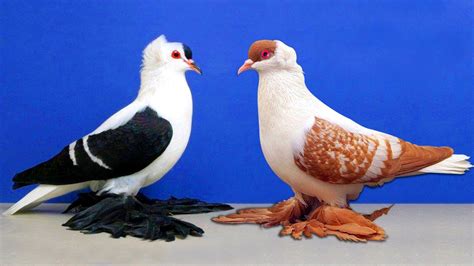 1 Hour With Fancy Pigeons Most Beautiful Fancy Pigeon Breeds