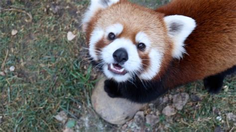 Red Pandas Pabu And Mei Mei Settle Into Their Home Youtube