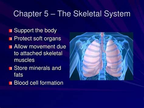Ppt Chapter 5 The Skeletal System Powerpoint Presentation Free