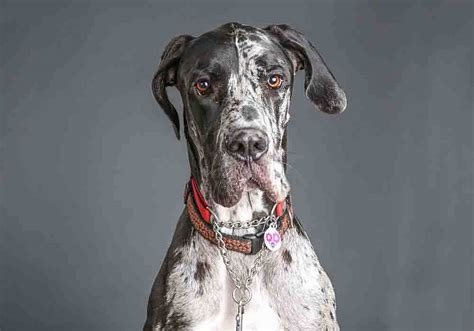 Great Dane Behavior Stages And Characteristics Puppy To Adult