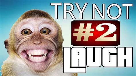 Funny Animals Are Best Try Not To Laugh Challenge Funny Animal