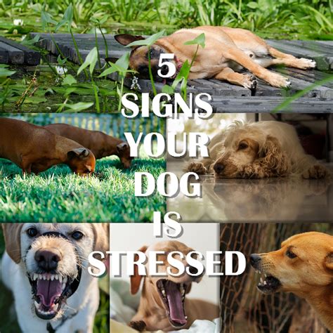 Dogs Can Be Stressed Too And Its Important To Help Them But How Do