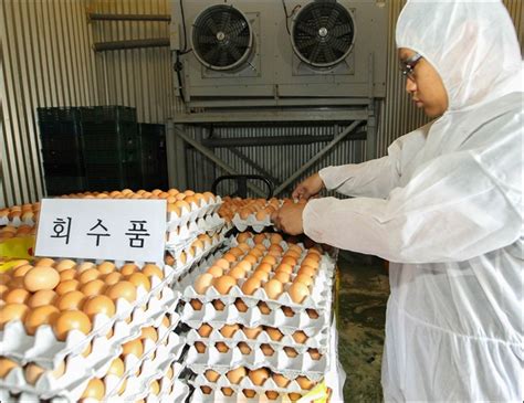 살충제 계란 공포 살충제 농가 63 가 친환경 충격 시사위크