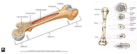Apa1313 Anatomy Basics Ppt1 Diagram Quizlet