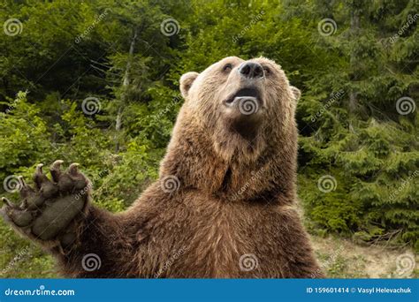 Grizzly Bear Waving Hi Stock Photos Free And Royalty Free Stock Photos