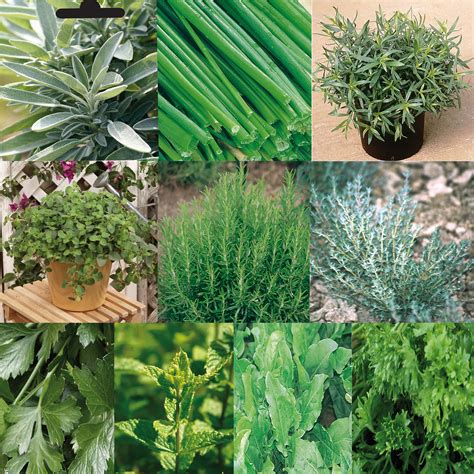 Collection De 10 Aromatiques En Plants