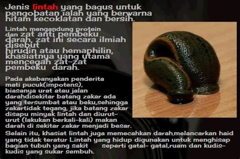 Bersama ini herbamumtaz menawarkan pengobatan tradisional dan juga memproduksi minyak ikan belacak asli yang kami berinama minyak belacak mumtaz. Minyak Lintah Tok Ayah (Minyak Urut Zakar)
